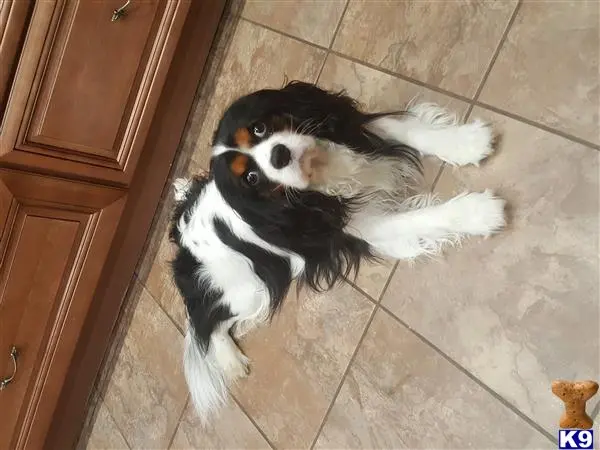 Cavalier King Charles Spaniel stud dog: a cavalier king charles spaniel dog lying on the floor