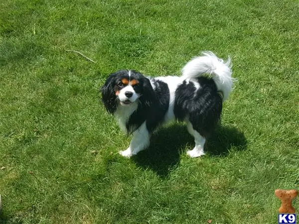 Cavalier King Charles Spaniel stud dog: a cavalier king charles spaniel dog standing in the grass