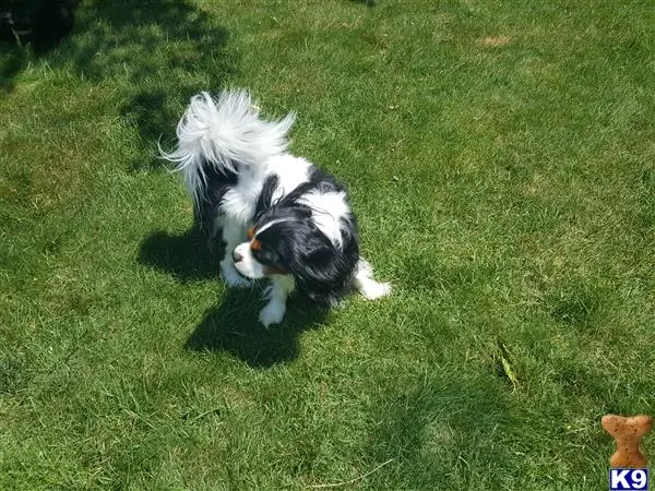 Cavalier King Charles Spaniel stud dog: a cavalier king charles spaniel dog running in the grass