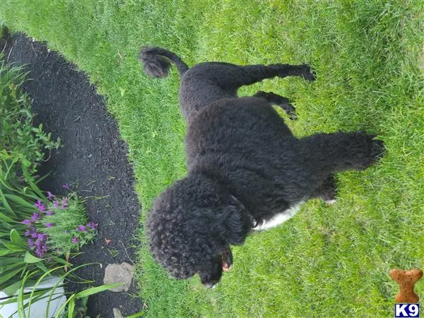 Portuguese Water Dog stud dog: a portuguese water dog dog lying in the grass