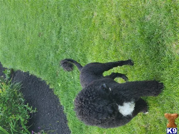 Portuguese Water Dog stud dog: a black cat lying on grass