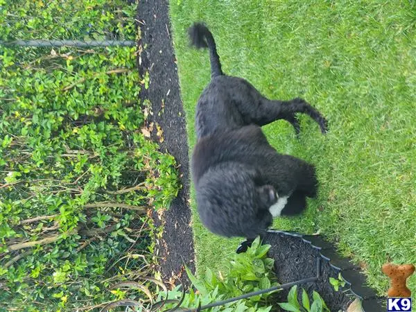 Portuguese Water Dog stud dog: a black portuguese water dog dog standing on grass