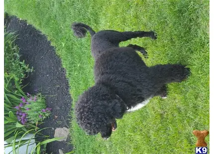 Portuguese Water Dog stud dog: a portuguese water dog dog lying in the grass