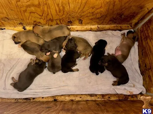 American Bully puppy for sale