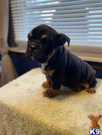 Bulldog puppy for sale