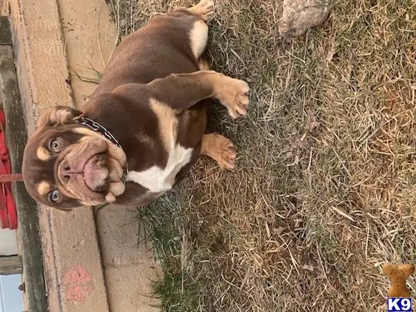 Bulldog puppy for sale