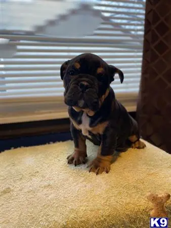 Bulldog puppy for sale