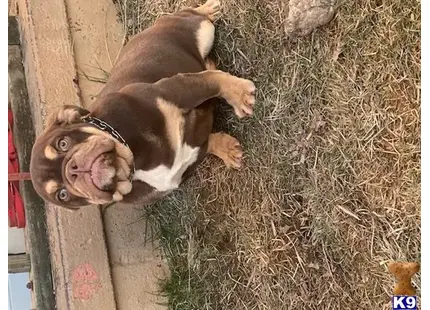 a bulldog dog lying on hay
