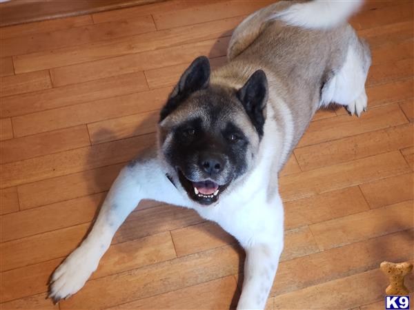 Akita dog