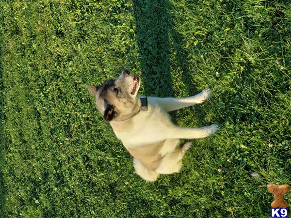 Akita dog