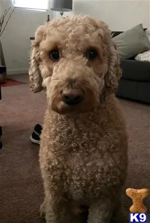 Labradoodle stud dog