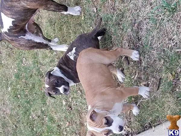 American Pit Bull puppy for sale