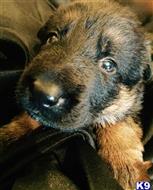 german shepherd puppy posted by A1kennel