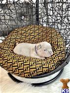 french bulldog puppy posted by A1valleyfrenchies