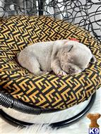 french bulldog puppy posted by A1valleyfrenchies