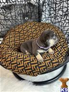 french bulldog puppy posted by A1valleyfrenchies