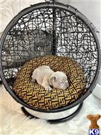 french bulldog puppy posted by A1valleyfrenchies