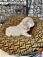 french bulldog puppy posted by A1valleyfrenchies