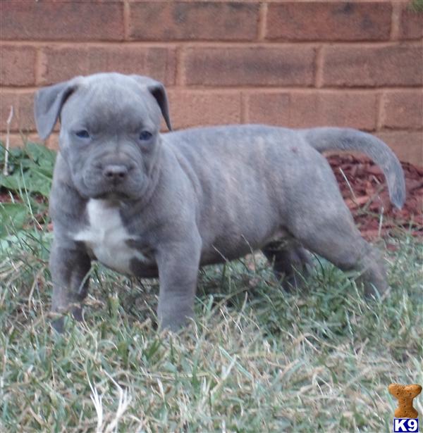 american pit bull puppy posted by AB0wers