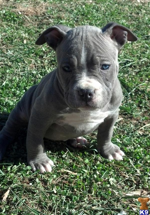 american pit bull puppy posted by AB0wers