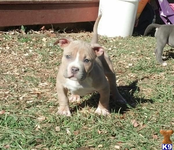 american pit bull puppy posted by AB0wers