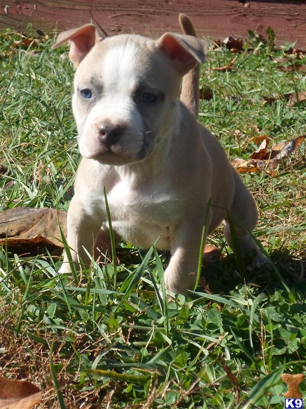 american pit bull puppy posted by AB0wers