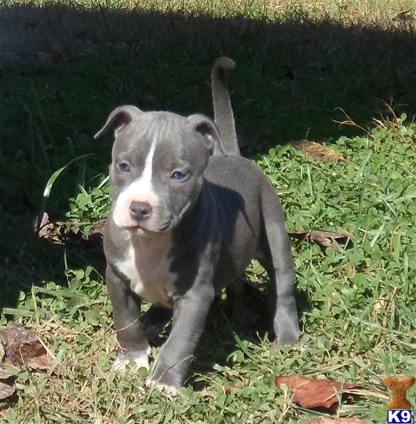 pitbull puppies va american pit bull puppies for sale in virginia pitbull puppies va american pit bull puppies for sale in virginia