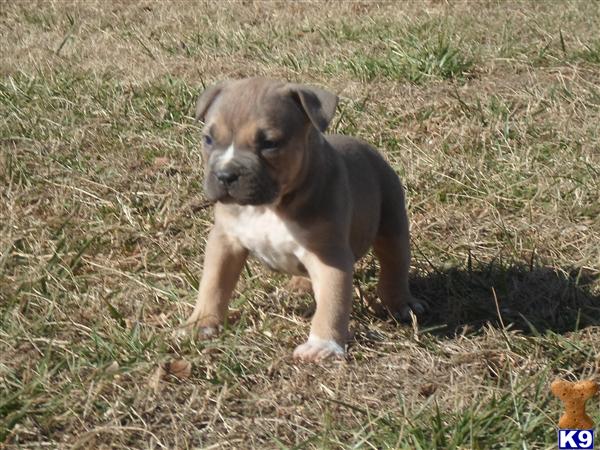american pit bull puppy posted by AB0wers