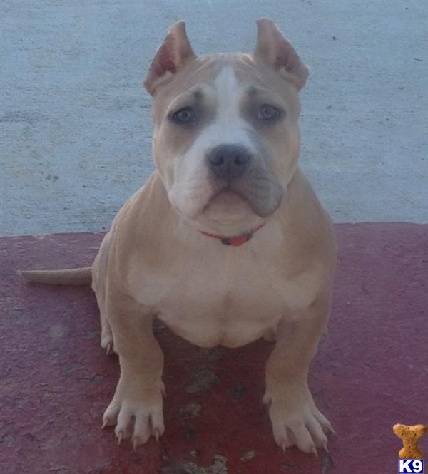 american pit bull puppy posted by AB0wers