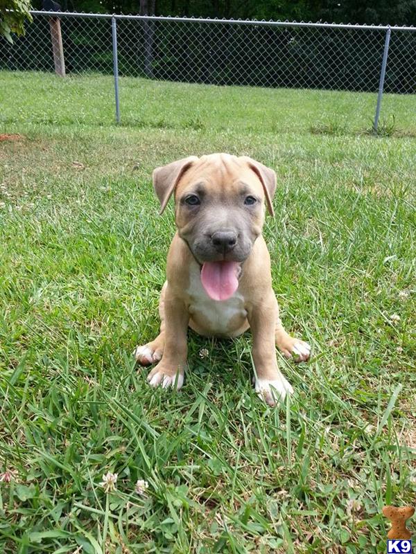american pit bull puppy posted by AB0wers