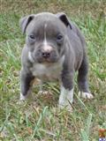 American Pit Bull