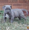 American Pit Bull