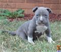 American Pit Bull