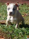 American Pit Bull