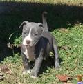 American Pit Bull