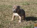 American Pit Bull