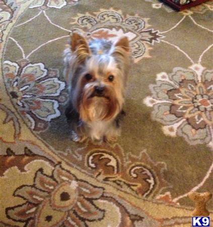 stud fee for yorkie terrier stud gucci 5 years stud fee for yorkie terrier stud gucci 5 years
