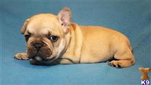 french bulldog puppy posted by AJ79