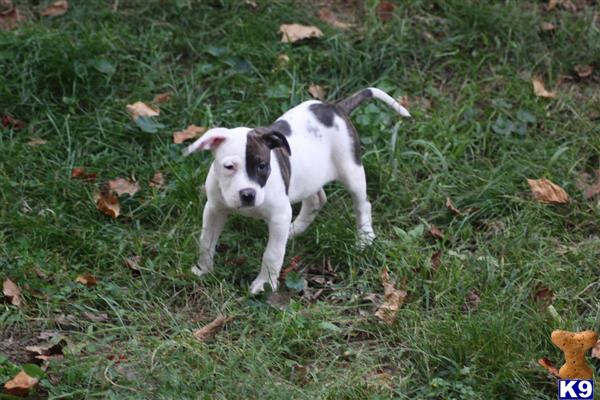 american pit bull puppy posted by AMATALLAH1