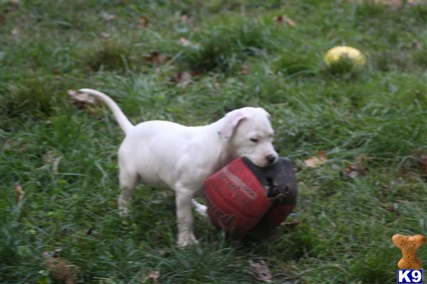 american pit bull puppy posted by AMATALLAH1