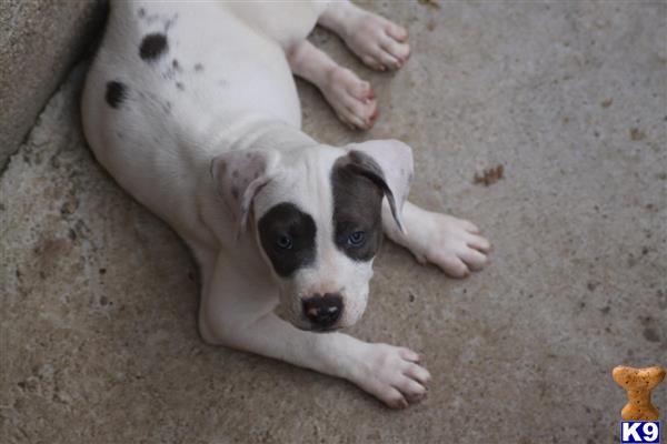 american pit bull puppy posted by AMATALLAH1