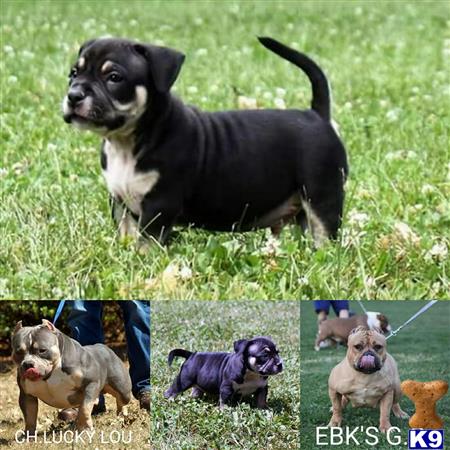 American Pit Bull