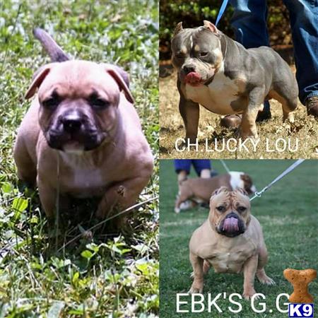 American Pit Bull puppy for sale
