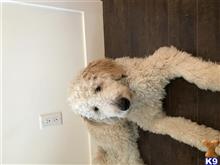 Denver available Goldendoodles puppy located in CHILLIWACK