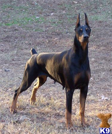 doberman pinscher puppy posted by APACHE-kennels