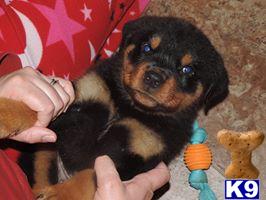 AZTECROTTWEILER Picture 1