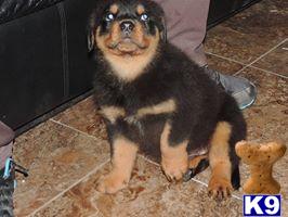 AZTECROTTWEILER Picture 2