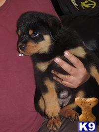 AZTECROTTWEILER Picture 3