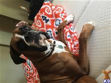 Boxer