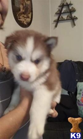 Siberian Husky puppy for sale